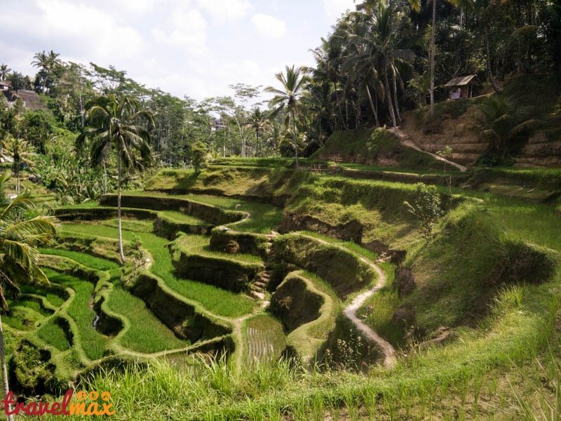 Les rizières de Tegalalang à Ubud
