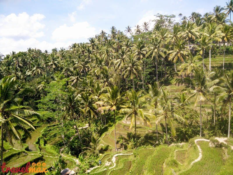 Les rizières de Tegalalang à Ubud